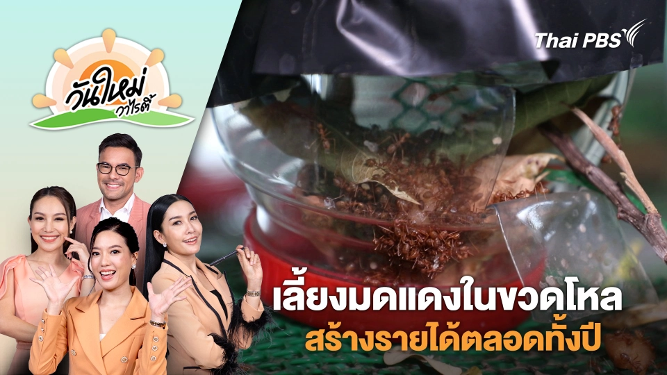 อาชีพแปลก เลี้ยงมดแดงในขวดโหล สร้างรายได้ตลอดทั้งปี | วันใหม่วาไรตี้ | 29 ต.ค. 67