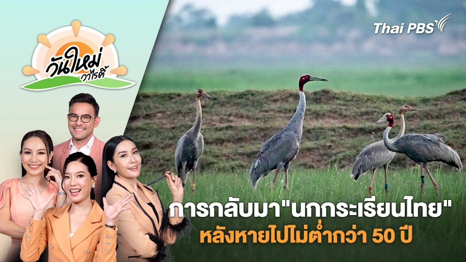การกลับมาของ "นกกระเรียนไทย" หลังหายจากประเทศไทยไปไม่ต่ำกว่า 50 ปี | วันใหม่วาไรตี้ | 5 พ.ย. 67