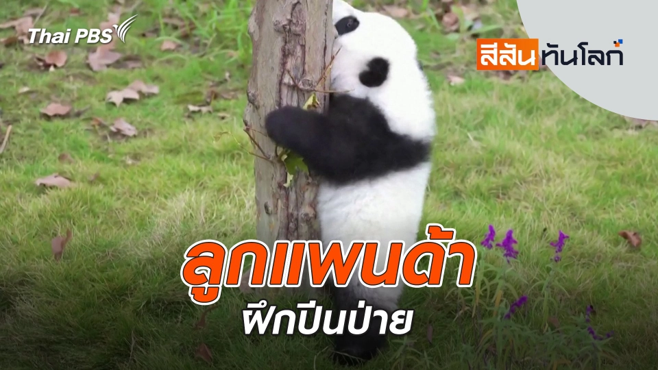 ลูกแพนด้าฝึกปีนป่าย | สีสันทันโลก | 9 พ.ย. 67