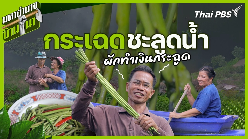 กระเฉดชะลูดน้ำ ผักทำเงินกระฉูด