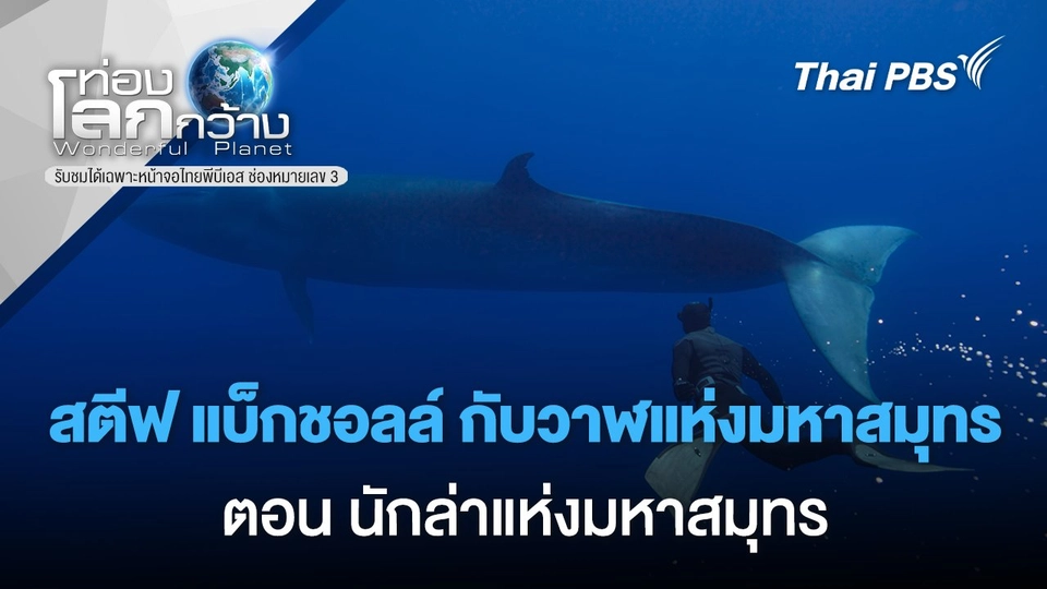 สตีฟ แบ็กชอลล์ กับวาฬแห่งมหาสมุทร ตอน นักล่าแห่งมหาสมุทร