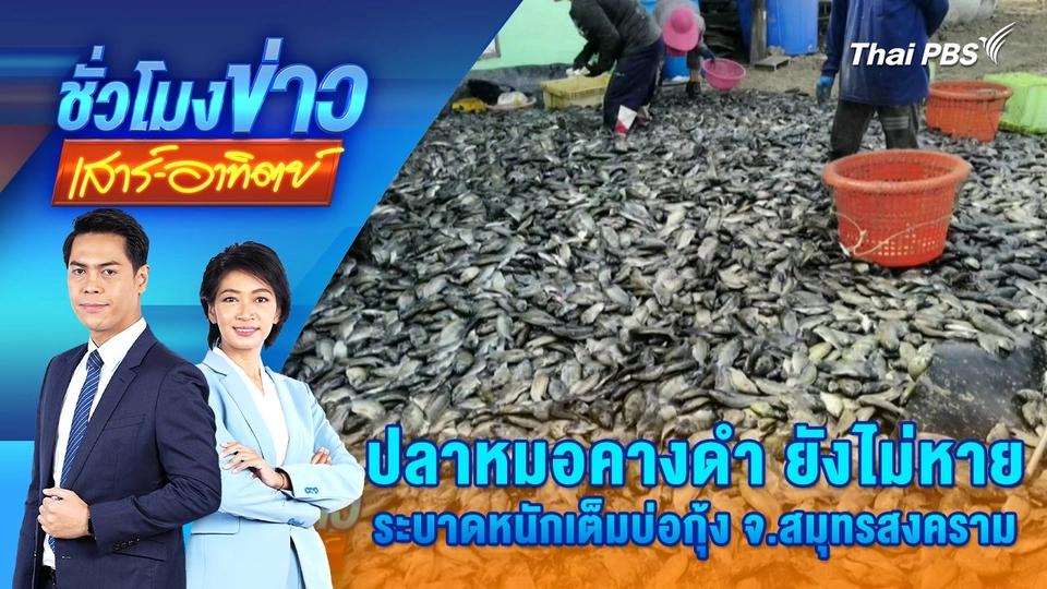 ปลาหมอคางดำ ยังไม่หาย ระบาดหนักเต็มบ่อกุ้ง จ.สมุทรสงคราม | 18 ม.ค. 68