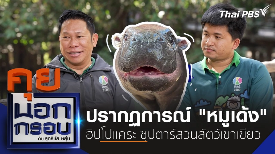 ปรากฏการณ์ "หมูเด้ง" ฮิปโปแคระ ซุปตาร์สวนสัตว์เขาเขียว