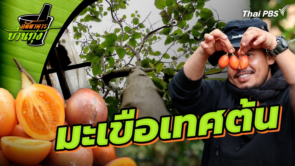 มะเขือเทศต้น