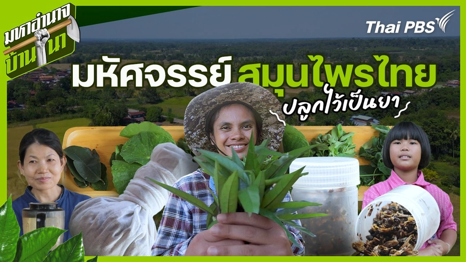 มหัศจรรย์สมุนไพรไทย ปลูกไว้เป็นยา