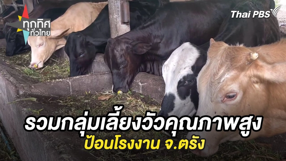 รวมกลุ่มเลี้ยงวัวคุณภาพสูงป้อนโรงงาน จ.ตรัง