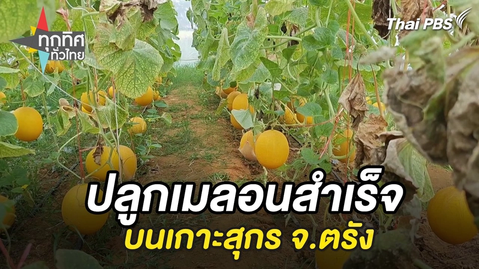 ปลูกเมลอนสำเร็จบนเกาะสุกร จ.ตรัง