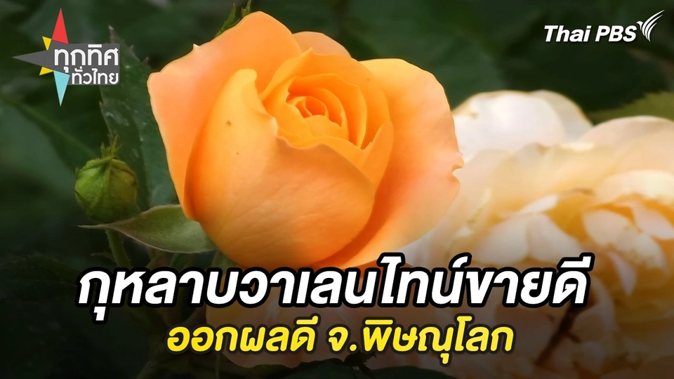กุหลาบวาเลนไทน์ขายดีรับเทศกาล จ.ราชบุรี