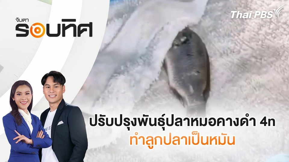 ปรับปรุงพันธุ์ปลาหมอคางดำ 4n ทำลูกปลาเป็นหมัน | จับตารอบทิศ | 14 ก.พ. 68