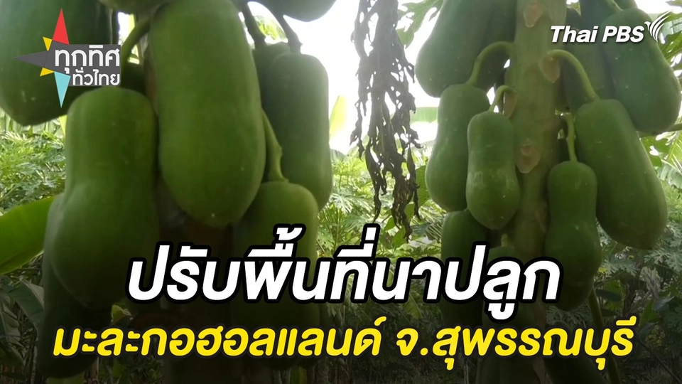 ปรับพื้นที่นาปลูกมะละกอฮอลแลนด์ จ.สุพรรณบุรี