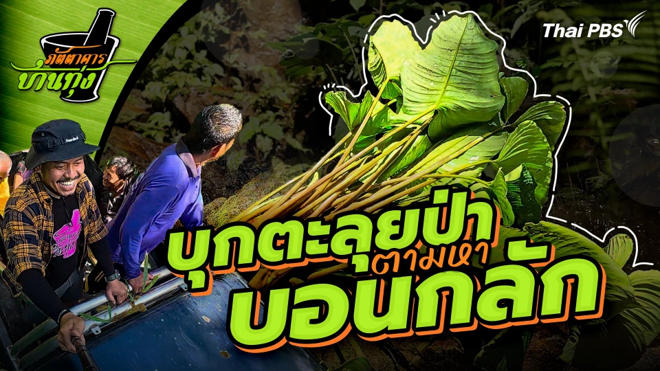 บอนกลัก