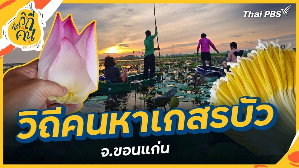 วิถีคนหาเกสรบัว จ.ขอนแก่น