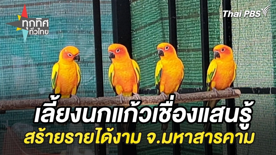 เลี้ยงนกแก้วเชื่องแสนรู้สร้ายรายได้งาม จ.มหาสารคาม