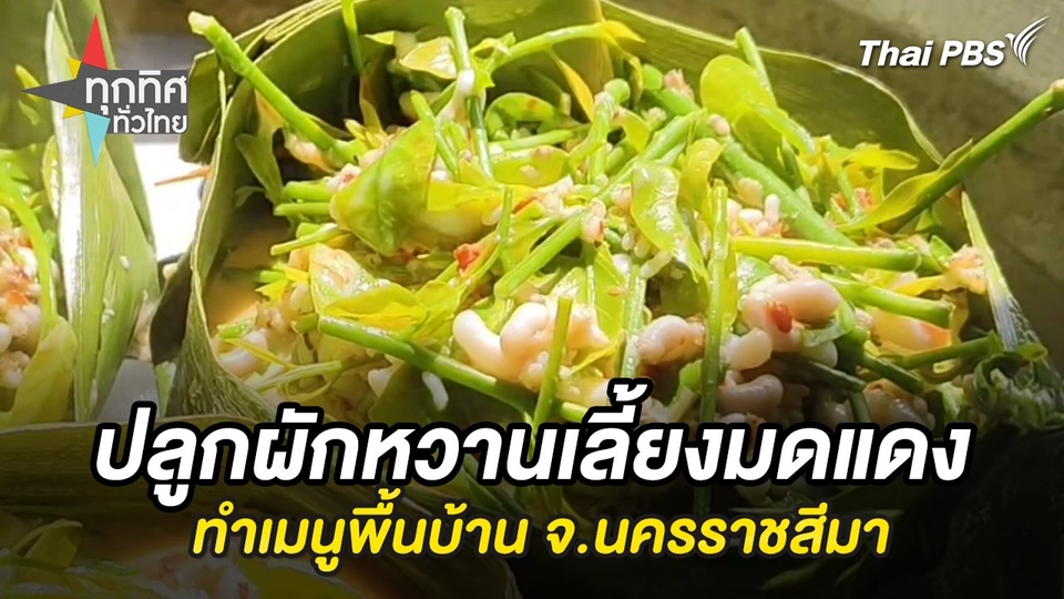 ปลูกผักหวานเลี้ยงมดแดงทำเมนูพื้นบ้าน จ.นครราชสีมา