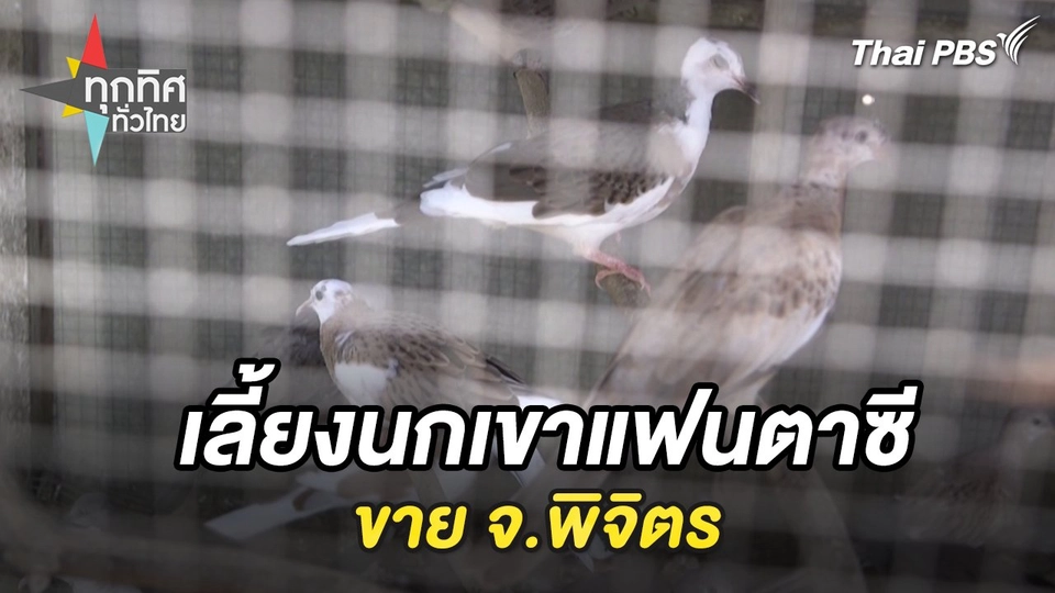 เลี้ยงนกเขาแฟนตาซีขาย จ.พิจิตร