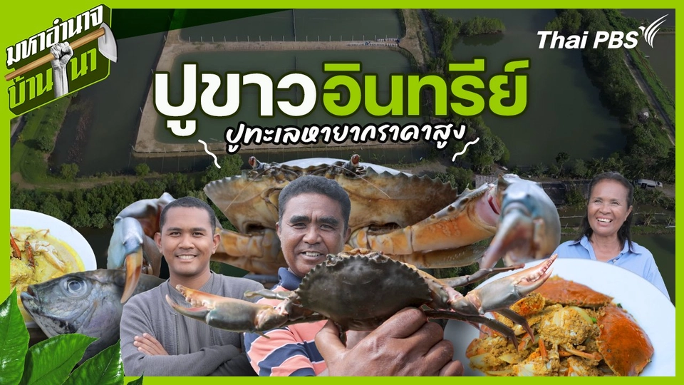 ปูขาวอินทรีย์ ปูทะเลหายากราคาสูง