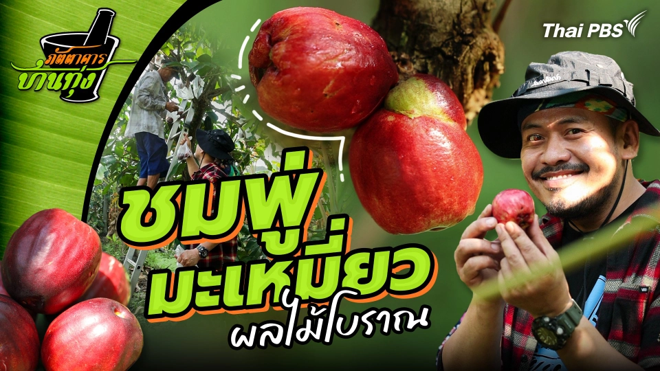 ชมพู่มะเหมี่ยว