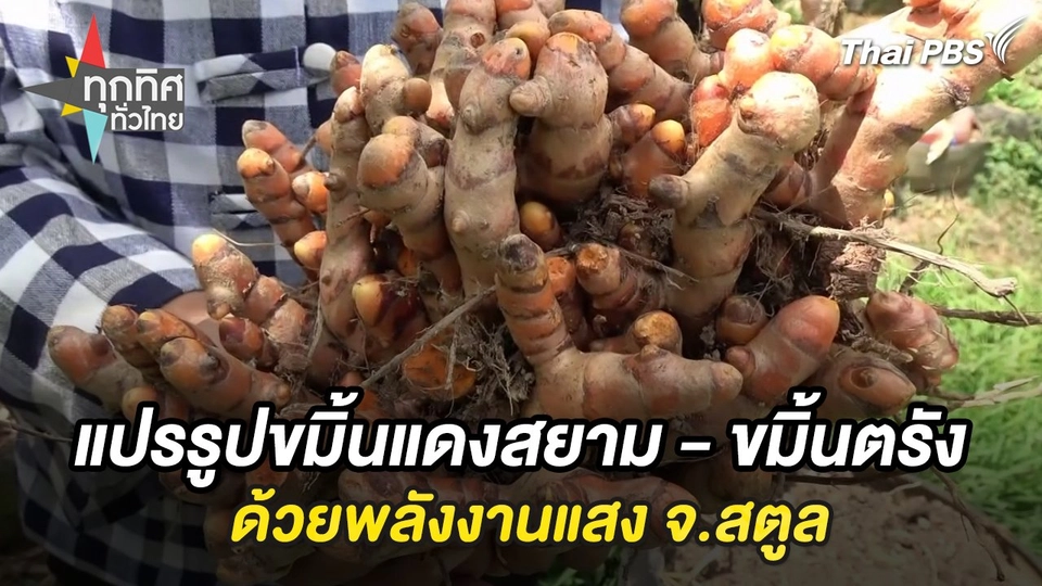 แปรรูปขมิ้นแดงสยาม - ขมิ้นตรังด้วยพลังงานแสง จ.สตูล