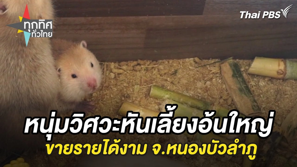 หนุ่มวิศวะหันเลี้ยงอ้นใหญ่ขายรายได้งาม จ.หนองบัวลำภู