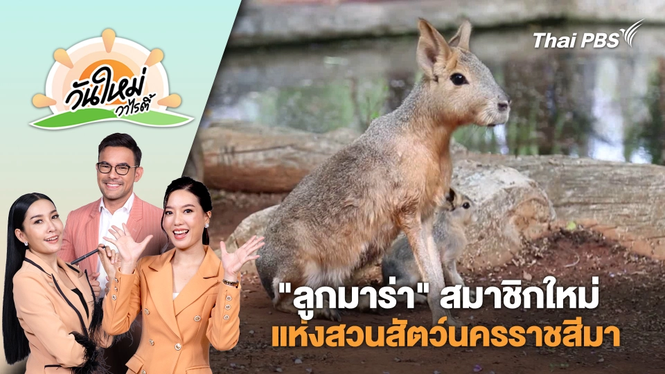 นักท่องเที่ยวแห่ชม "ลูกมาร่า" สมาชิกใหม่แห่งสวนสัตว์นครราชสีมา | วันใหม่วาไรตี้ | 25 มี.ค. 68