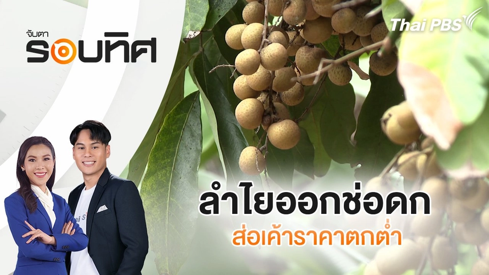 ลำไยออกช่อดก ส่อเค้าราคาตกต่ำ | จับตารอบทิศ | 26 มี.ค. 68