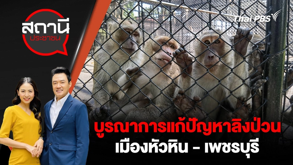 บูรณาการแก้ปัญหาลิงป่วนเมืองหัวหิน - เพชรบุรี