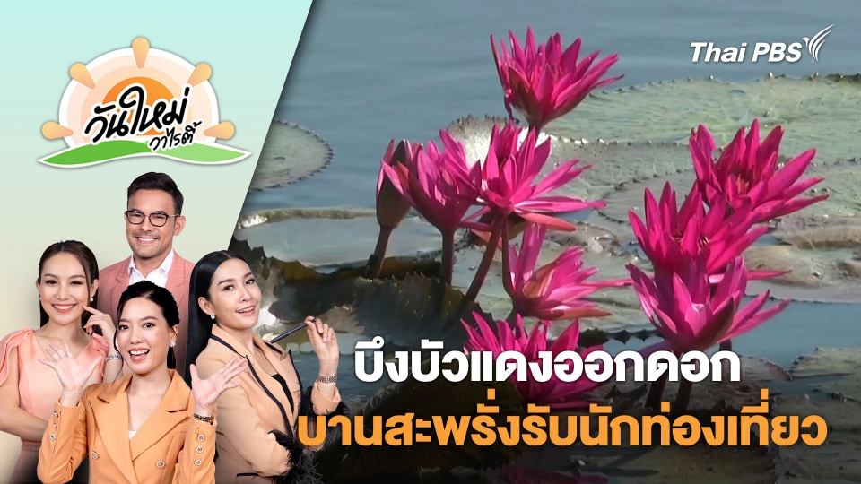 บึงบัวแดงออกดอกบานสะพรั่งรับนักท่องเที่ยว จ.ยโสธร | วันใหม่วาไรตี้ | 19 พ.ย. 67