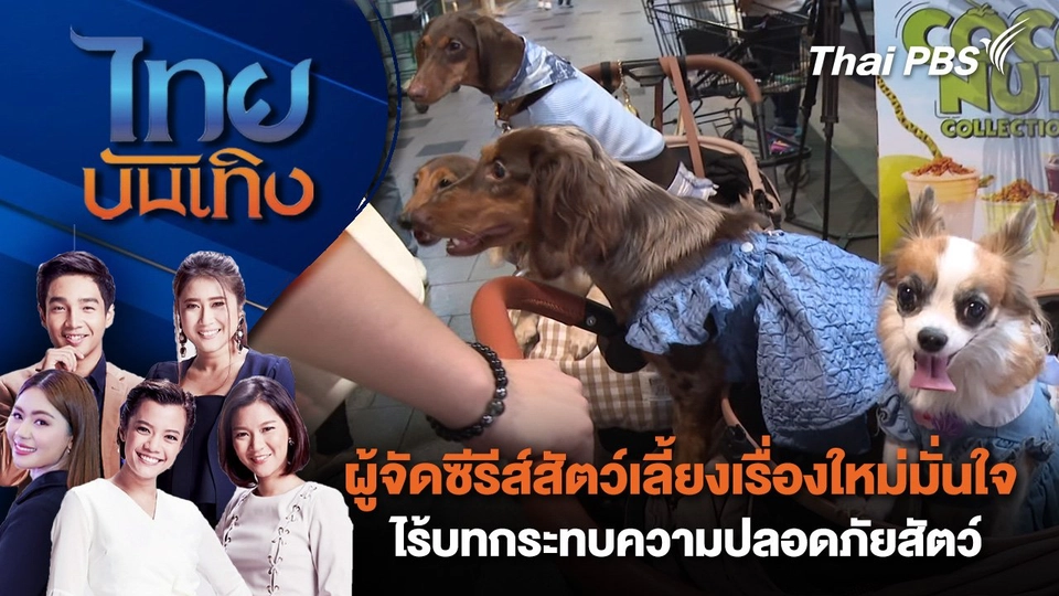 ผู้จัดซีรีส์สัตว์เลี้ยงเรื่องใหม่มั่นใจ ไร้บทกระทบความปลอดภัยสัตว์ | ไทยบันเทิง | 22 พ.ย. 67