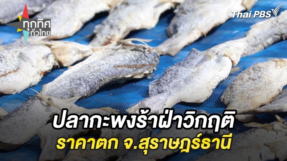 ปลากะพงร้าฝ่าวิกฤติราคาตก จ.สุราษฎร์ธานี