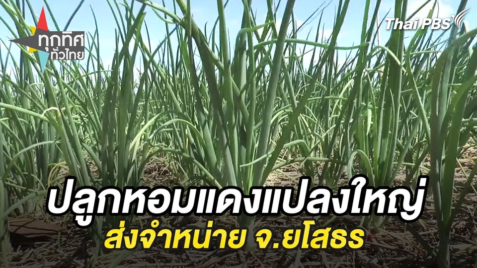 ปลูกหอมแดงแปลงใหญ่ส่งจำหน่าย จ.ยโสธร