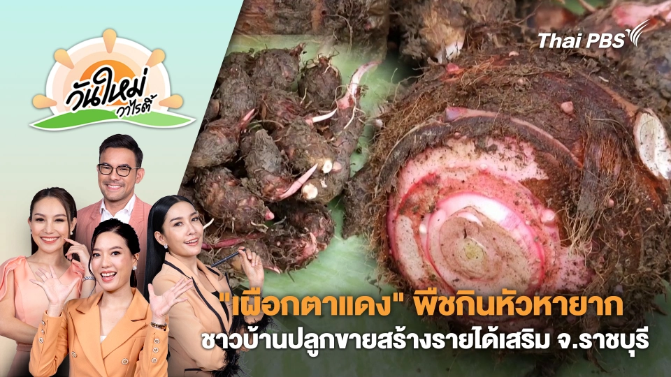 "เผือกตาแดง" พืชกินหัวหายาก ชาวบ้านปลูกขายสร้างรายได้เสริม จ.ราชบุรี | วันใหม่วาไรตี้ | 20 ธ.ค. 67