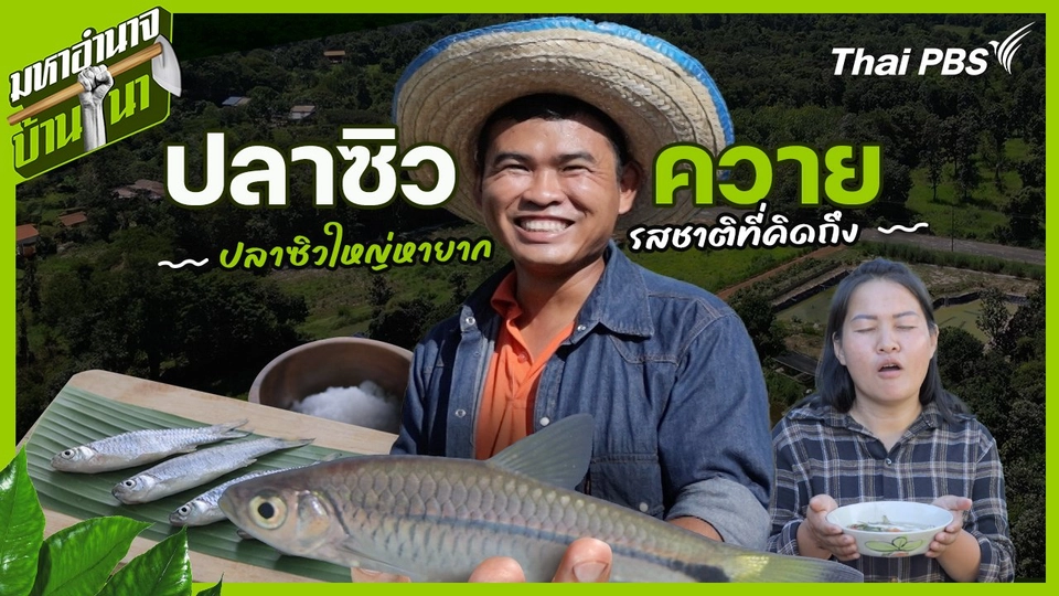 ปลาซิวควาย ปลาซิวใหญ่หายาก รสชาติที่คิดถึง