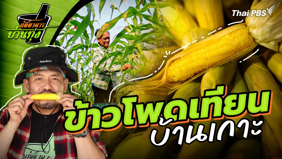 ข้าวโพดเทียนบ้านเกาะ