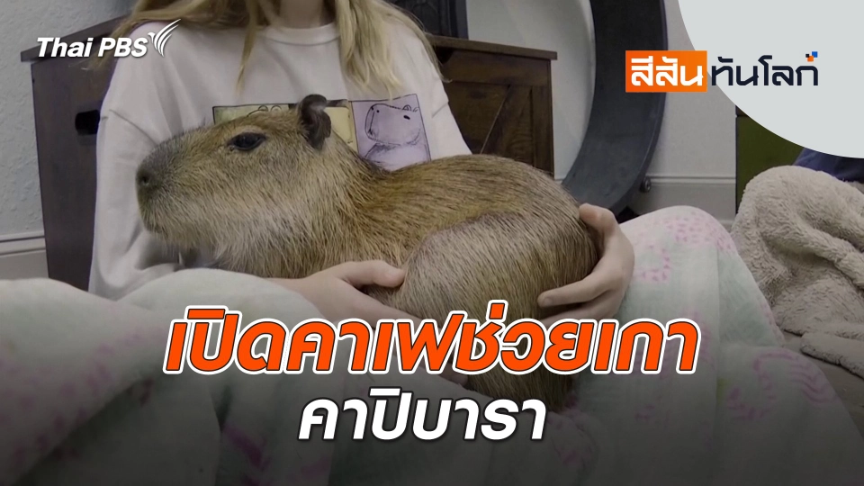 เปิดคาเฟช่วยเกาคาปิบารา | 19 เม.ย. 68