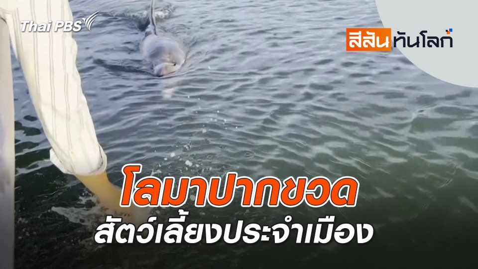 ​โลมาปากขวดสัตว์เลี้ยงประจำเมือง | 26 เม.ย. 68