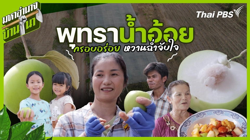 พุทราน้ำอ้อย กรอบอร่อย หวานฉ่ำจับใจ