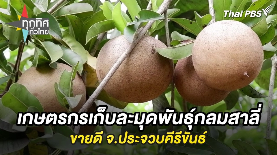 เกษตรกรเก็บละมุดพันธุ์กลมสาลี่ขายดี จ.ประจวบคีรีขันธ์