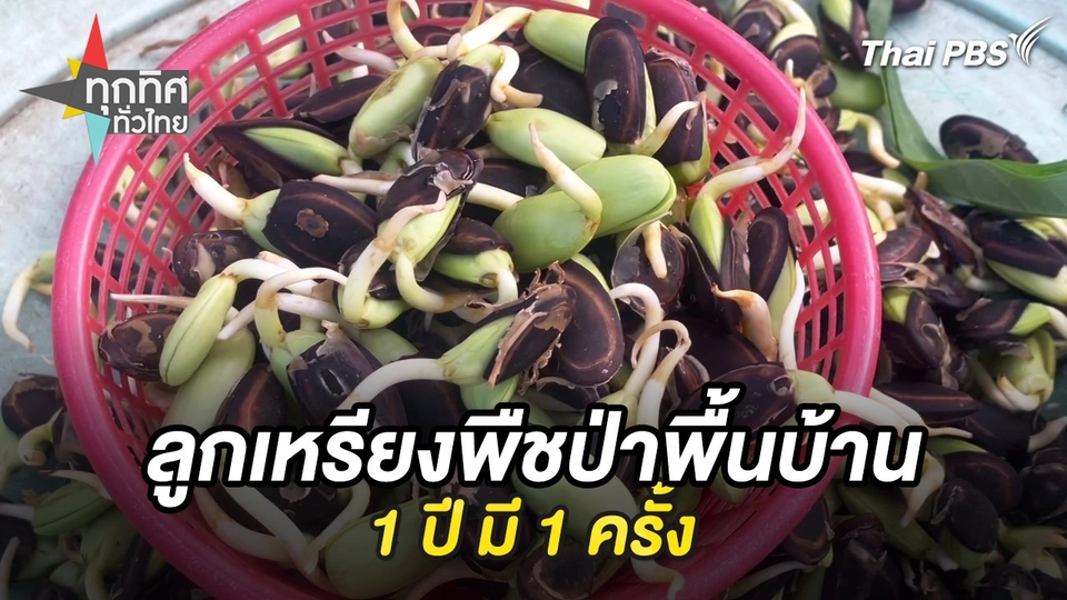 ลูกเหรียงพืชป่าพื้นบ้าน 1 ปี มี 1 ครั้ง จ.ตรัง