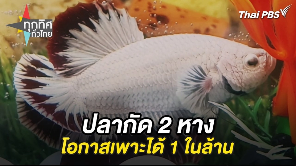 พบปลากัด 2 หาง โอกาสเพาะได้ 1 ในล้าน จ.ราชบุรี