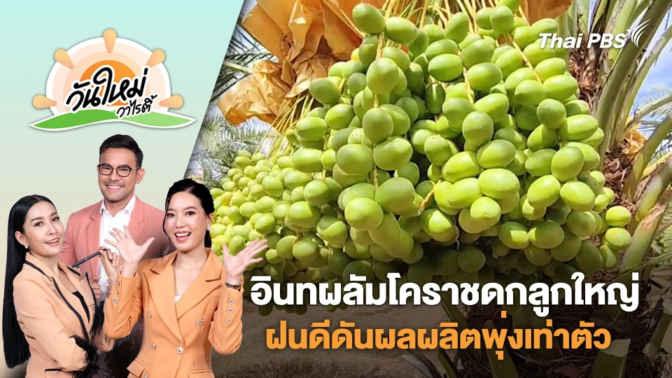 อินทผลัมโคราชดกลูกใหญ่ ฝนดีดันผลผลิตพุ่งเท่าตัว | วันใหม่วาไรตี้ | 24 มิ.ย. 68