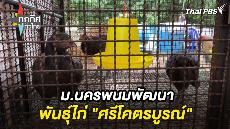 ม.นครพนมพัฒนาพันธุ์ไก่ "ศรีโคตรบูรณ์"