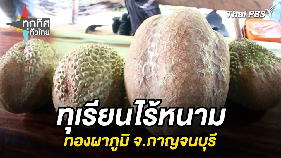 ทุเรียนไร้หนามทองผาภูมิ จ.กาญจนบุรี