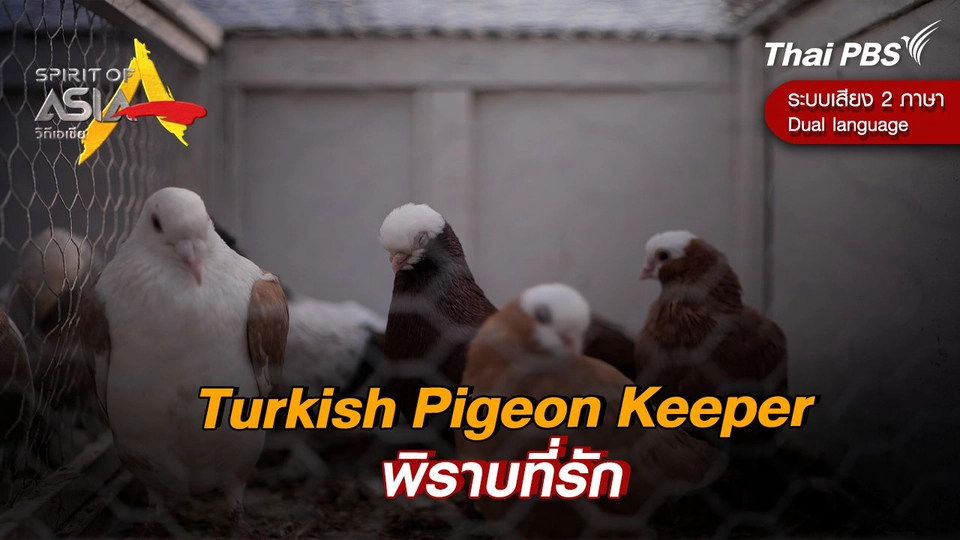 Turkish Pigeon Keeper: พิราบที่รัก