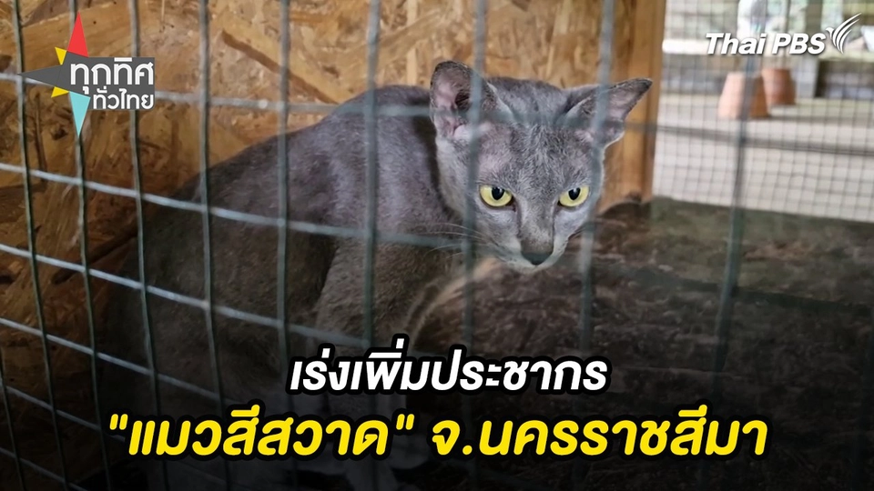 เร่งเพิ่มประชากร "แมวสีสวาด" จ.นครราชสีมา
