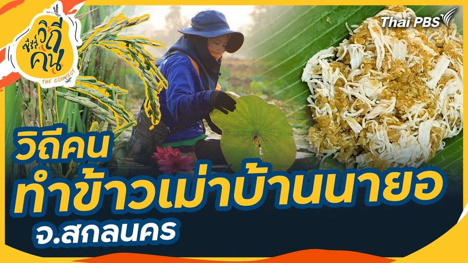 วิถีคนทำข้าวเม่าบ้านนายอ จ.สกลนคร