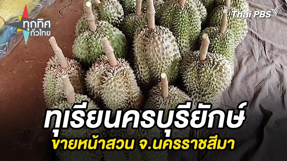 ทุเรียนครบุรียักษ์ขายหน้าสวน จ.นครราชสีมา
