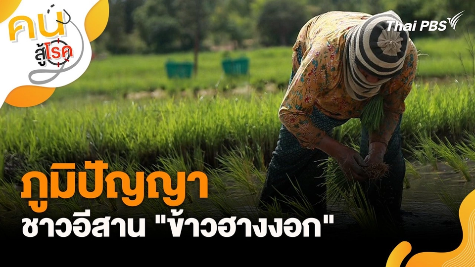 ภูมิปัญญาของชาวอีสาน "ข้าวฮางงอก"