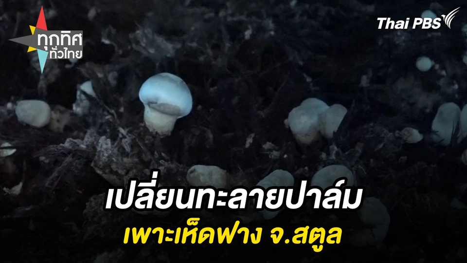 เปลี่ยนทะลายปาล์มเพาะเห็ดฟาง จ.สตูล