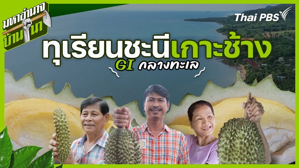 ทุเรียนชะนีเกาะช้าง GI กลางทะเล
