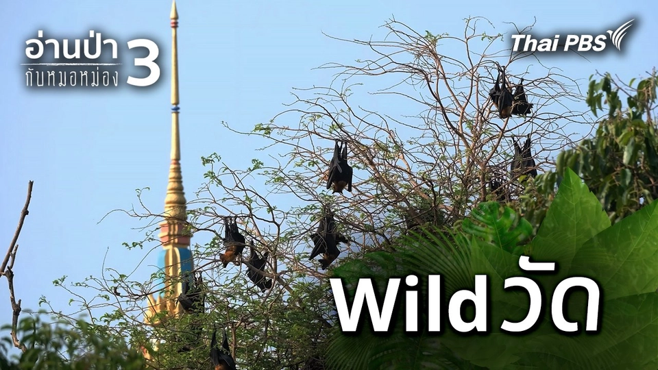 Wild วัด